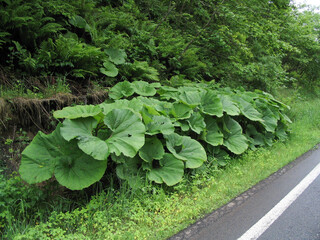 巨大な道端のフキ（北海道）
