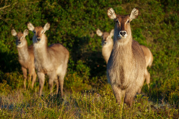 Waterbuck (Kobus ellipsiprymnus), a large antelope found widely in sub-Saharan Africa. Near...