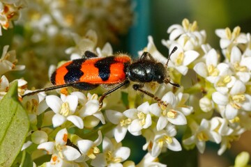 Gemeiner Bienenkäfer