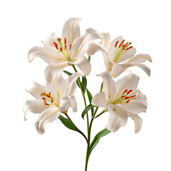 Obraz premium White lilies with orange stamens on a clean white background. Minimal centered botanical composition. Pure elegance and calm renewal. Ideal for wedding invites, spa branding