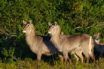 Waterbuck (Kobus ellipsiprymnus), a large antelope found widely in sub-Saharan Africa. Near...