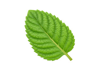 Isolated Fresh Green Mint Leaf with Detailed Texture