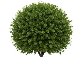 Isolated Dense Green Bush with Round Shape and Detailed Leaves