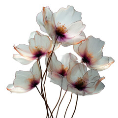 Bouquet of flowers with a white background