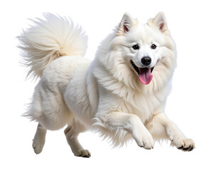 Joyful Samoyed Dog Running with Tongue Out, Side Profile View, Isolated on Transparent Background