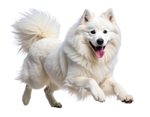 Joyful Samoyed Dog Running with Tongue Out, Side Profile View, Isolated on Transparent Background
