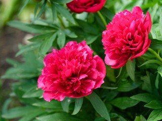 Close-up of beautiful crimson peony bush flowering in the garden