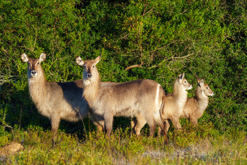 Waterbuck (Kobus ellipsiprymnus), a large antelope found widely in sub-Saharan Africa. Near...