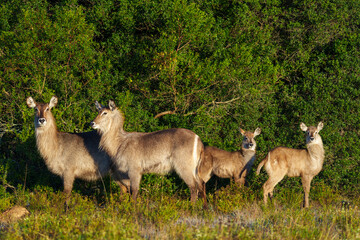 Waterbuck (Kobus ellipsiprymnus), a large antelope found widely in sub-Saharan Africa. Near...