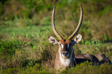 Waterbuck (Kobus ellipsiprymnus) male, a large antelope found widely in sub-Saharan Africa. Near...