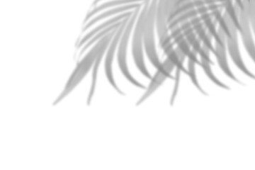 Realistic shadow overlay effect. Natural palm leaf shadows isolated on transparent background. Tropical coconut branch shade, foliage silhouette decoration. Design element for summer spring projects