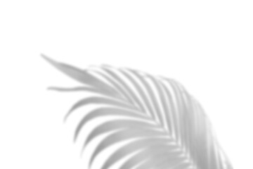 Realistic shadow overlay effect. Natural palm leaf shadows isolated on transparent background. Tropical coconut branch shade, foliage silhouette decoration. Design element for summer spring projects