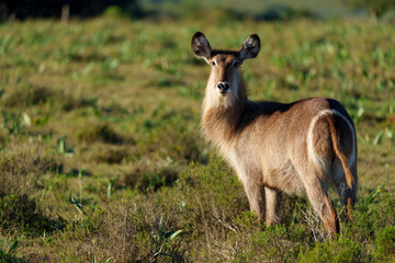 Waterbuck (Kobus ellipsiprymnus) female, a large antelope found widely in sub-Saharan Africa. Near...