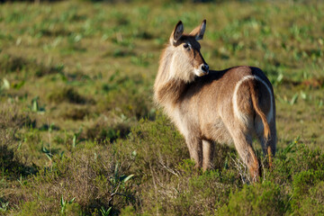 Waterbuck (Kobus ellipsiprymnus) female, a large antelope found widely in sub-Saharan Africa. Near Gqeberha (Port Elizabeth). Eastern Cape. South Africa