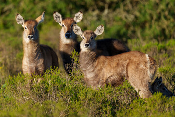 Waterbuck (Kobus ellipsiprymnus) calves, a large antelope found widely in sub-Saharan Africa. Near...