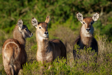 Waterbuck (Kobus ellipsiprymnus) calves, a large antelope found widely in sub-Saharan Africa. Near Gqeberha (Port Elizabeth). Eastern Cape. South Africa