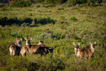 Waterbuck (Kobus ellipsiprymnus) calves, a large antelope found widely in sub-Saharan Africa. Near...