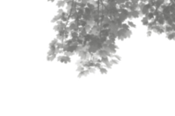 Natural leaf shadow effects isolated on transparent background. Blurred tree branch shadow. Plant leaves shade. Spring decoration, Mockup, template for product display, Smmer design elements, PNG