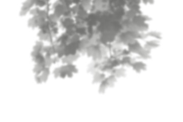 Natural leaf shadow effects isolated on transparent background. Blurred tree branch shadow. Plant leaves shade. Spring decoration, Mockup, template for product display, Smmer design elements, PNG