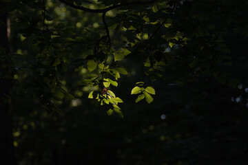 Green leaves on a dark background in the forest, illuminated by the sun