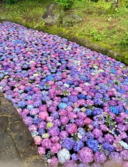 川を埋め尽くすカラフルな紫陽花