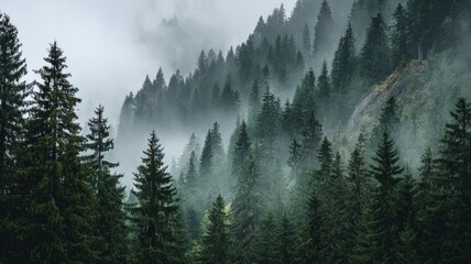 A dense forest with a foggy atmosphere