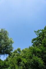 Obraz premium Wide patch of vibrant blue sky.