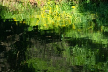 Naklejka premium Green foliage and yellow flowers are seen as distorted reflections.