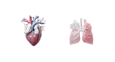 Detailed medical diagram of human heart and lungs with vessels and bronchial structures