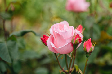 Pink rose in the garden, delicate blooming flower in natural light