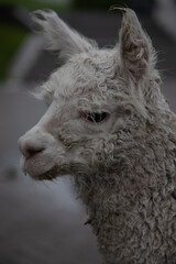 Quirky alpaca with messy fur wandering in academic setting