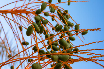 Green unripe dates fruit clusters on date palm close up