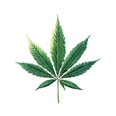 cannabis leaf isolated
