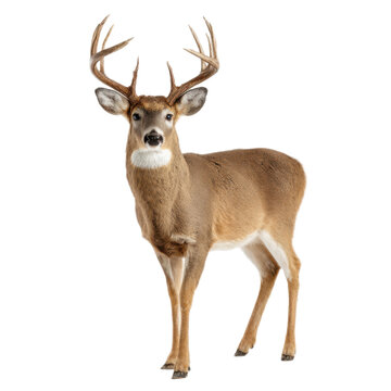 Deer stands in front of a white background