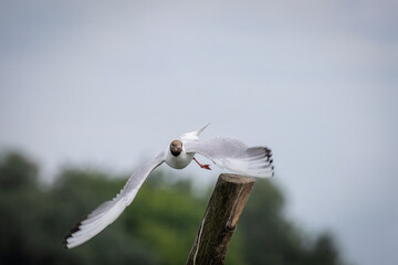 An adult black-headed gull (Chroicocephalus ridibundus) begins to take flight, spreading its wings toward the camera lens on a cloudy summer day.