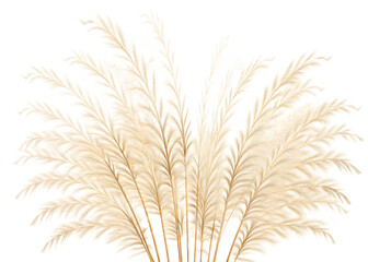 Fototapeta premium pampas grass isolated on white background PNG, AI GENERATED