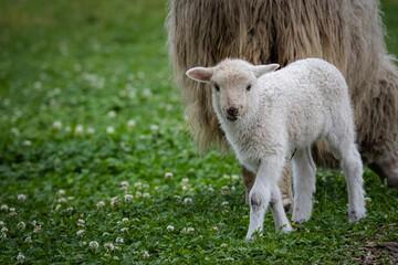 A cute white-furred lamb stands on green grass near its mother, looking toward the camera on a...