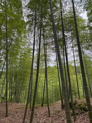 Bamboo Forest