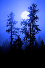 Moonlight Blue Light in Morning Mist Fog in Pine Tree Forest Wilderness