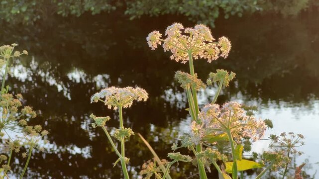 meadowsweet white flowers next to a river at sunset with reflection on water