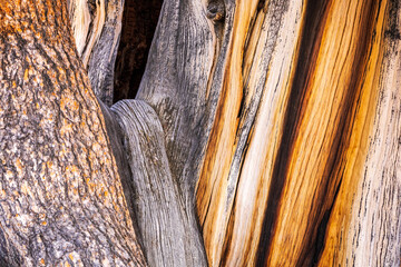 Ancient bristlecone pine tree trunk showing knots and growth rings in California