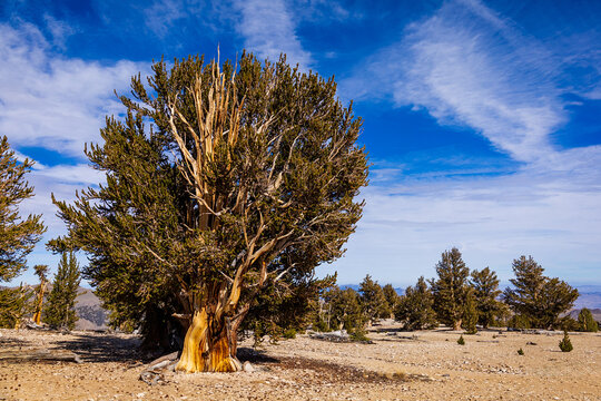 Ancient Bristlecone Pine standing in the Inyo National Forest in California