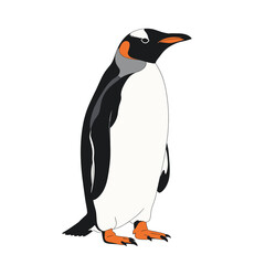 Fototapeta premium Side view of a Gentoo penguin, standing tall against a white background.