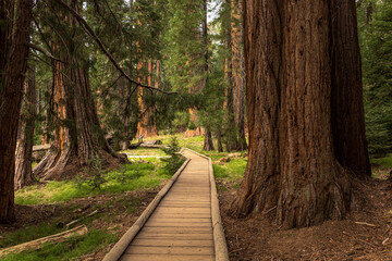 Obraz premium Wooden boardwalk winding through giant Sequoia trees in Sequoia National Park, California