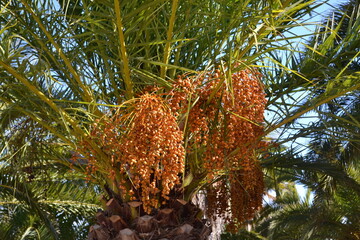 Faded, beautiful brown palm flowers.