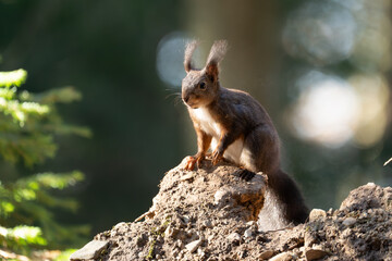 Eichhörnchen im Wald