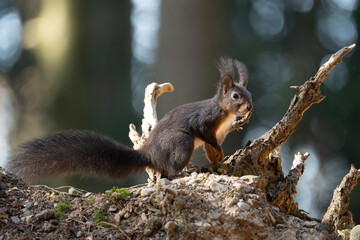 Eichhörnchen im Wald