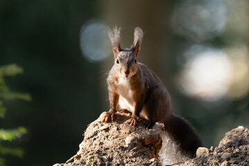 Eichhörnchen im Wald