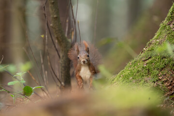 Eichhörnchen im Wald
