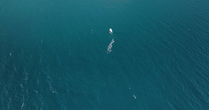 Aerial view of Salerno, Campania, Italy.
